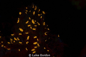 Tiny sponge Isopods fluorescing under darkness by Luke Gordon 